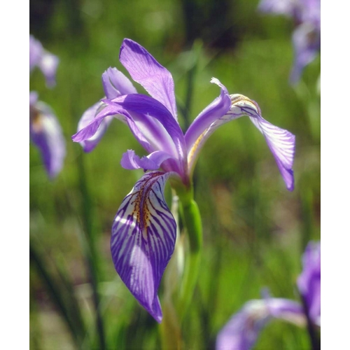 CA, Sierra Nevada Iris flower in the Sierras